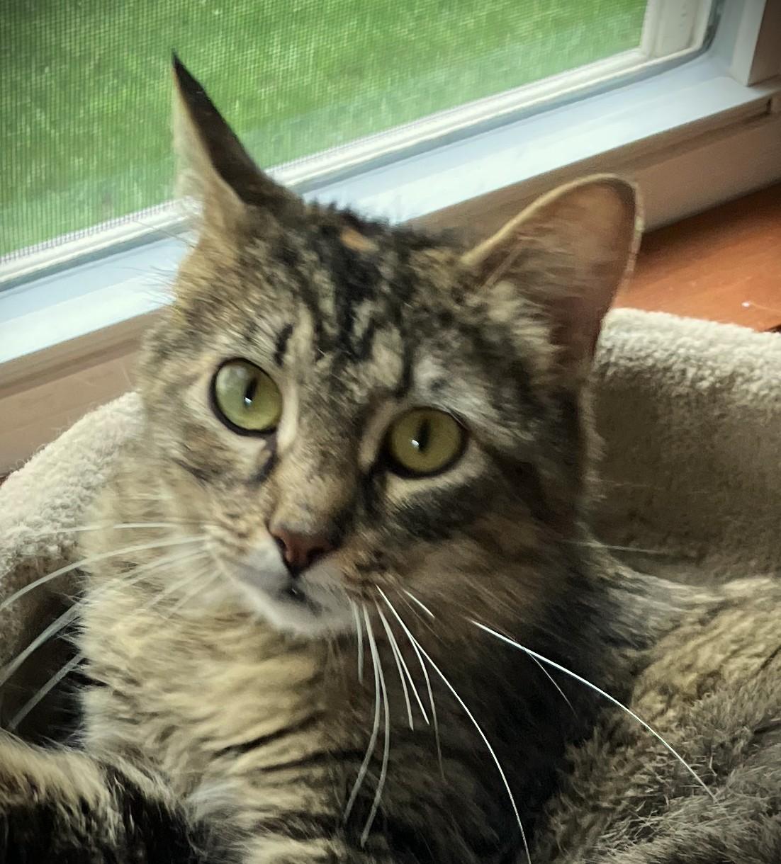 VADA, a ADOPTABLE Domestic Medium Hair in Mankato, MN image 1/5