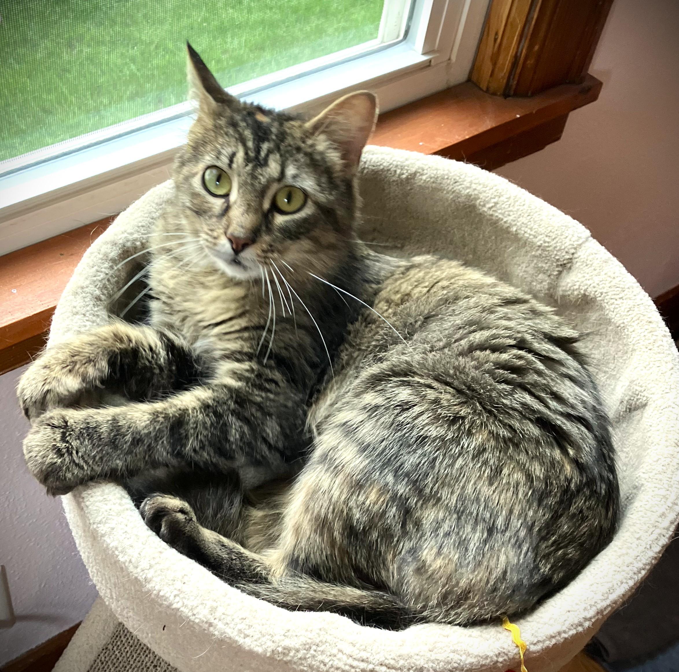 VADA, a ADOPTABLE Domestic Medium Hair in Mankato, MN image 3/5