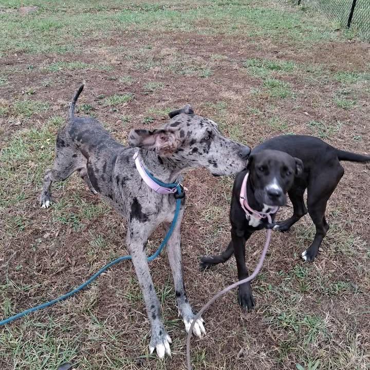 Molly — thumbnail 5