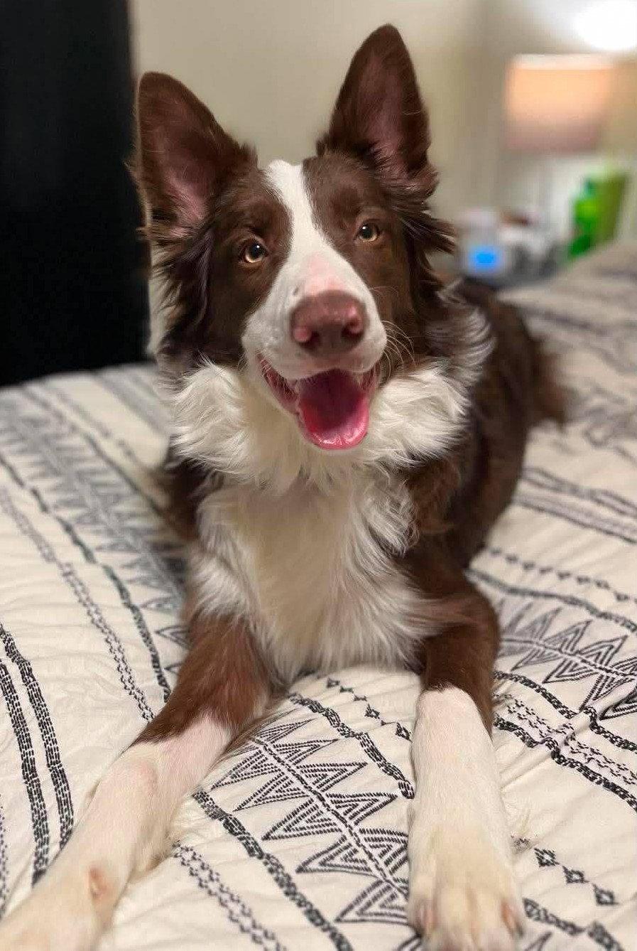 Eddy, Adoptable, Adult Male Border Collie.