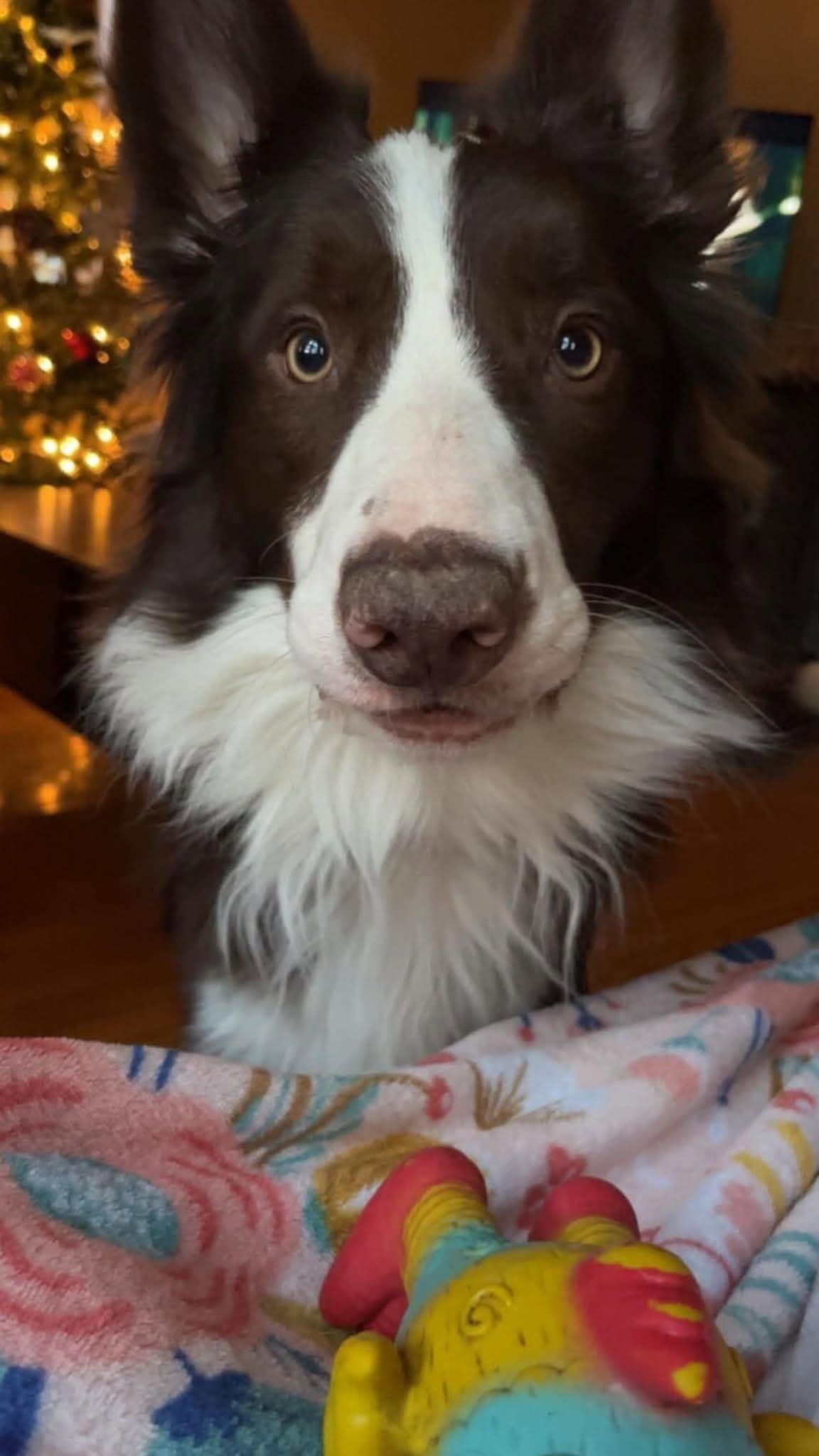 Enlarge Eddy, a Adoptable Border Collie in Berwick, PA image 2/2