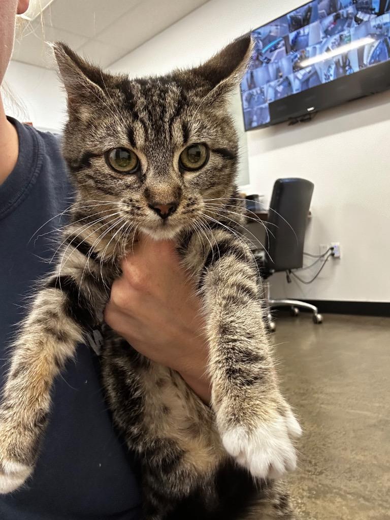 Karla, Adoptable, Kitten Female Domestic Short Hair.