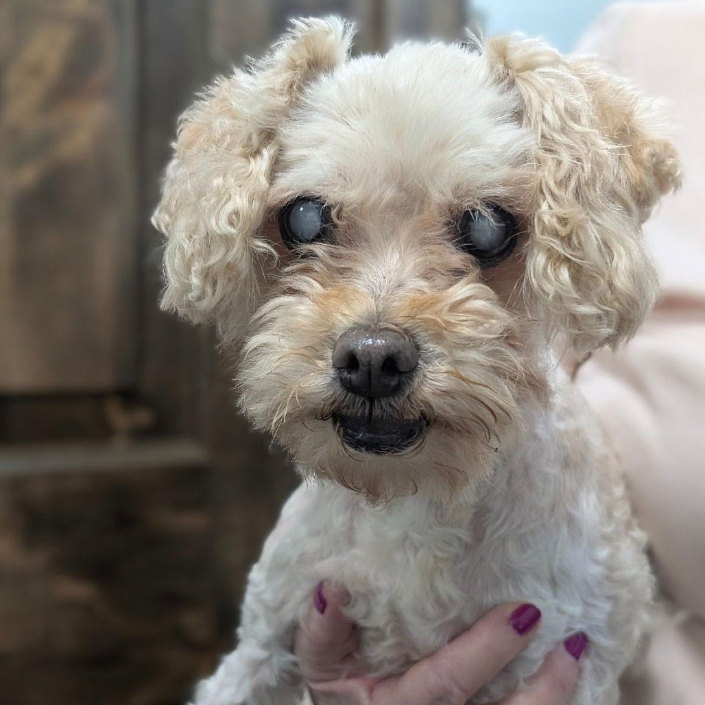 Enlarge BETTY WHITE, a Adopted Poodle in Chico, CA image 1/1