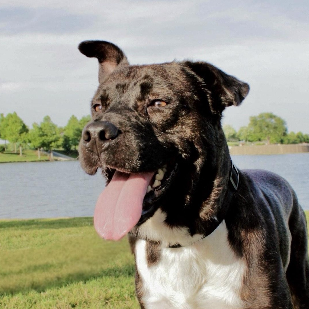 Enlarge Chocolate, a Adoptable mixed breed in COLORADO SPRINGS, CO image 6/6