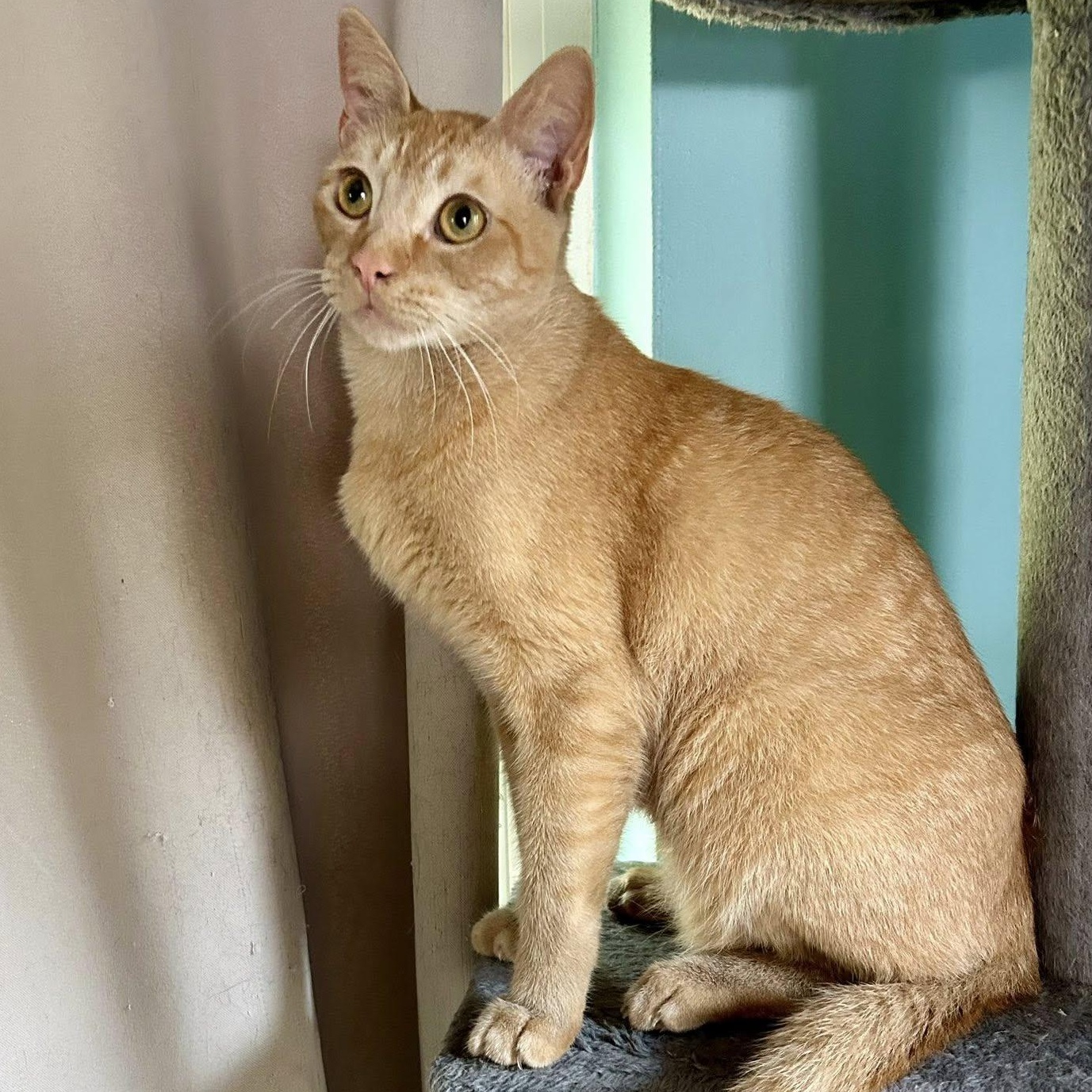Enlarge Peabody, a Adoptable Domestic Short Hair in Largo, FL image 1/1