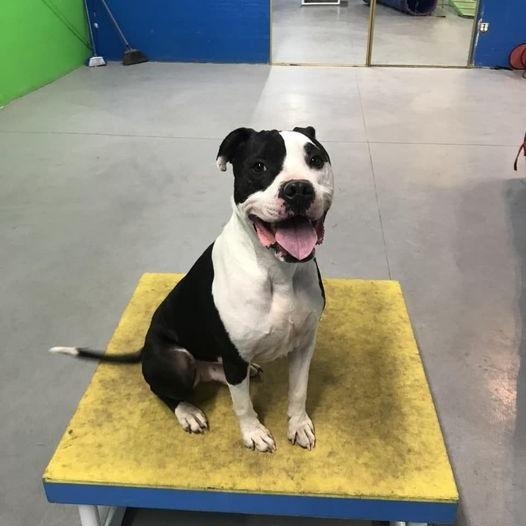 Enlarge Columbo A1045906, a Adoptable Pit Bull Terrier in Las Vegas, NV image 1/3
