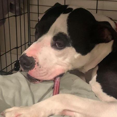 Enlarge Columbo A1045906, a Adoptable Pit Bull Terrier in Las Vegas, NV image 2/3