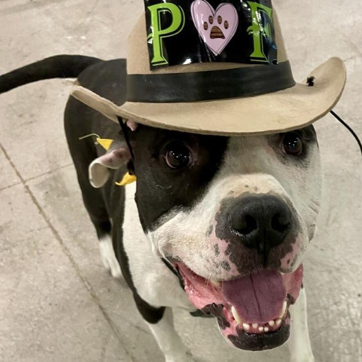 Enlarge Columbo A1045906, a Adoptable Pit Bull Terrier in Las Vegas, NV image 3/3