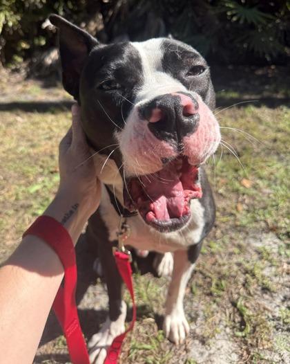 Enlarge Boss, a Adoptable mixed breed in Palm Coast, FL image 1/3