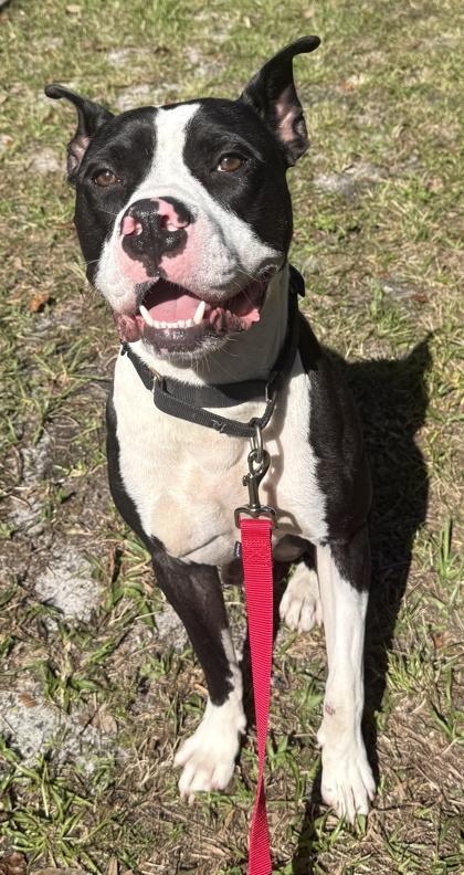 Enlarge Boss, a Adoptable mixed breed in Palm Coast, FL image 2/3