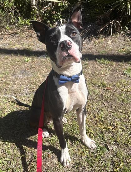 Enlarge Boss, a Adoptable mixed breed in Palm Coast, FL image 3/3