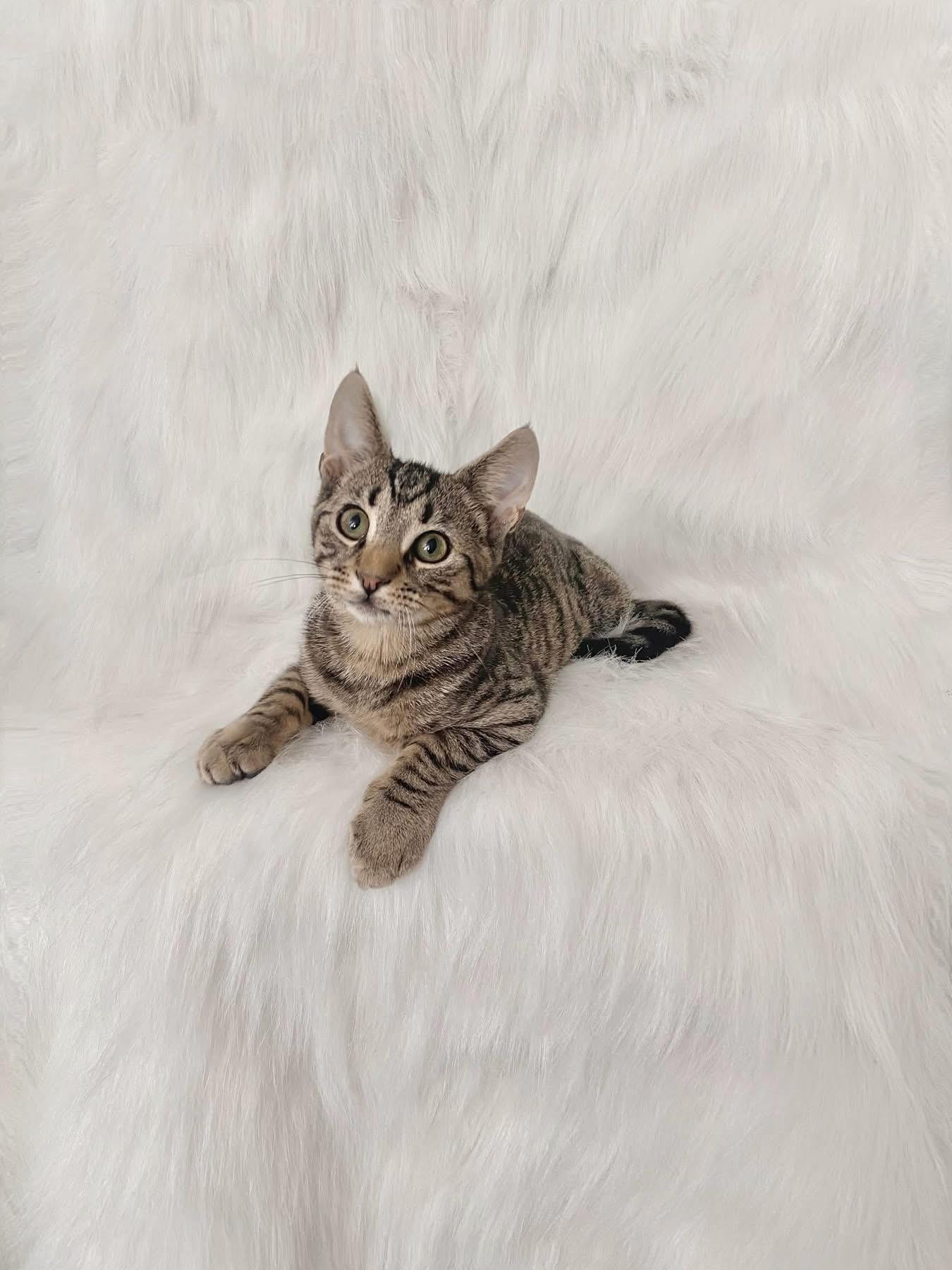 Enlarge Rolo, a ADOPTABLE Domestic Short Hair in Reading, PA image 1/1