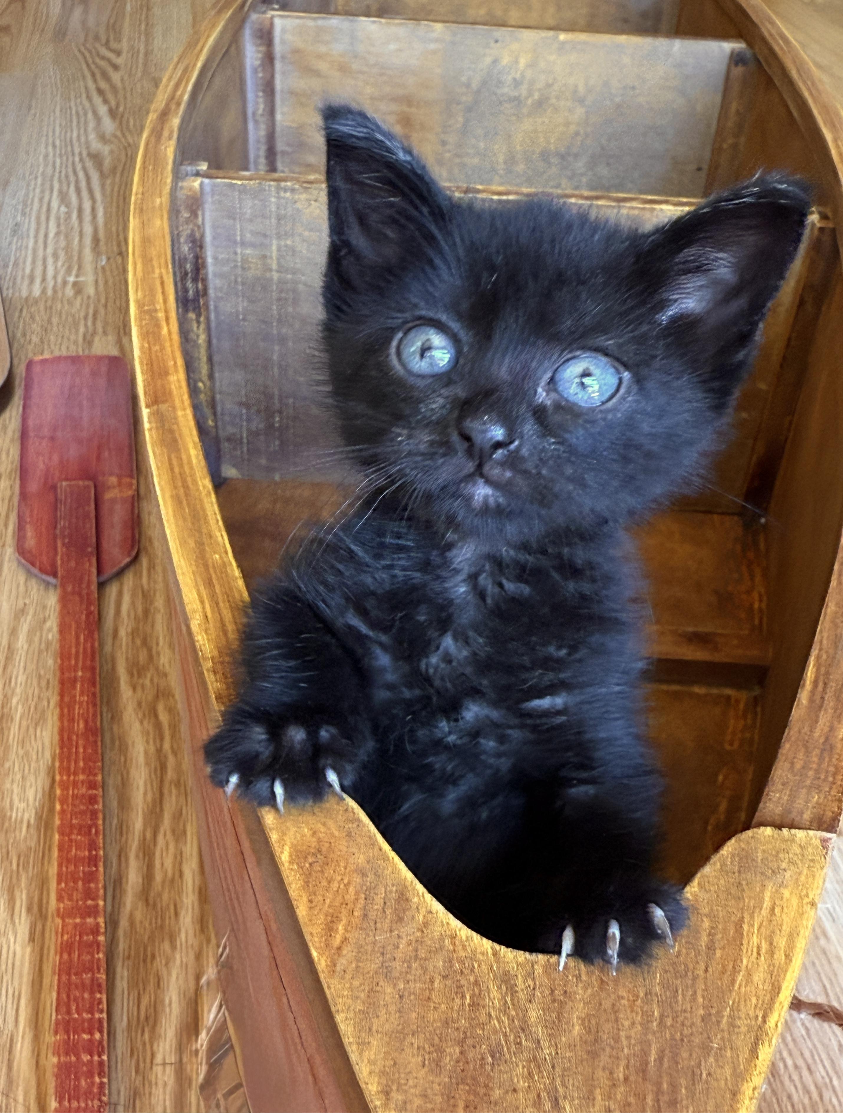 Mae, Baby Female unknown