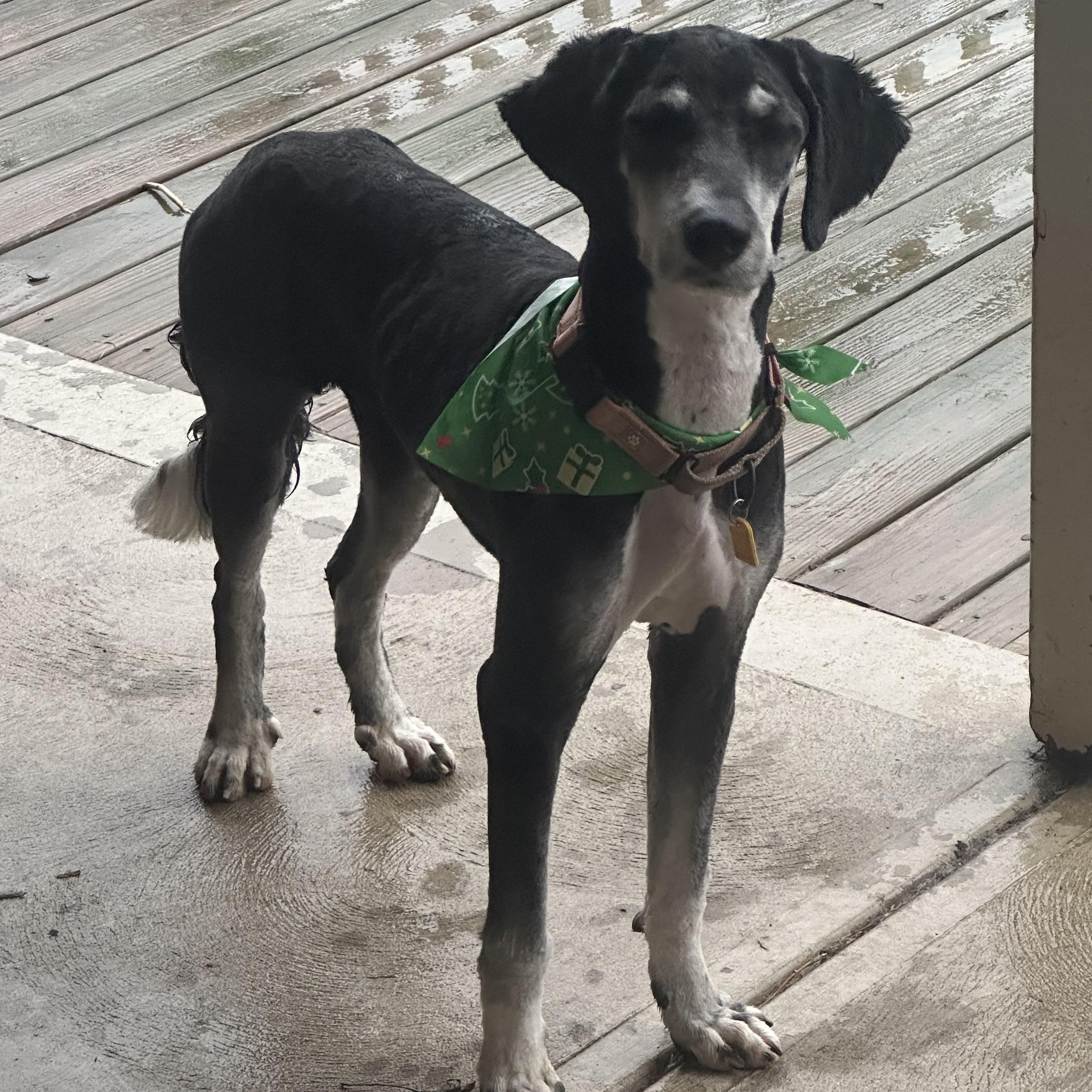 Enlarge Ellen, an adopted Bernadoodle in Cleveland, OH image 2/4