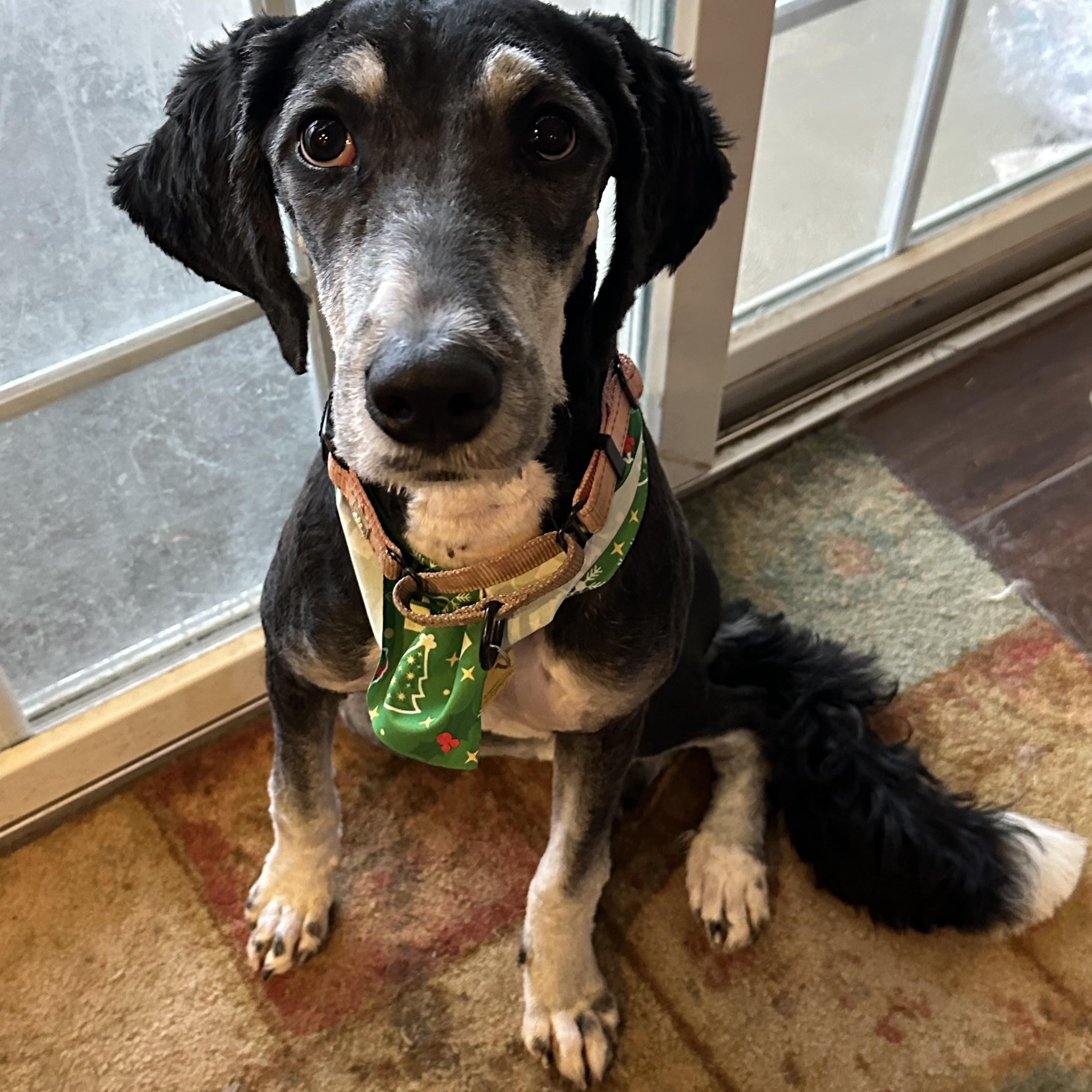 Enlarge Ellen, an adopted Bernadoodle in Cleveland, OH image 1/4