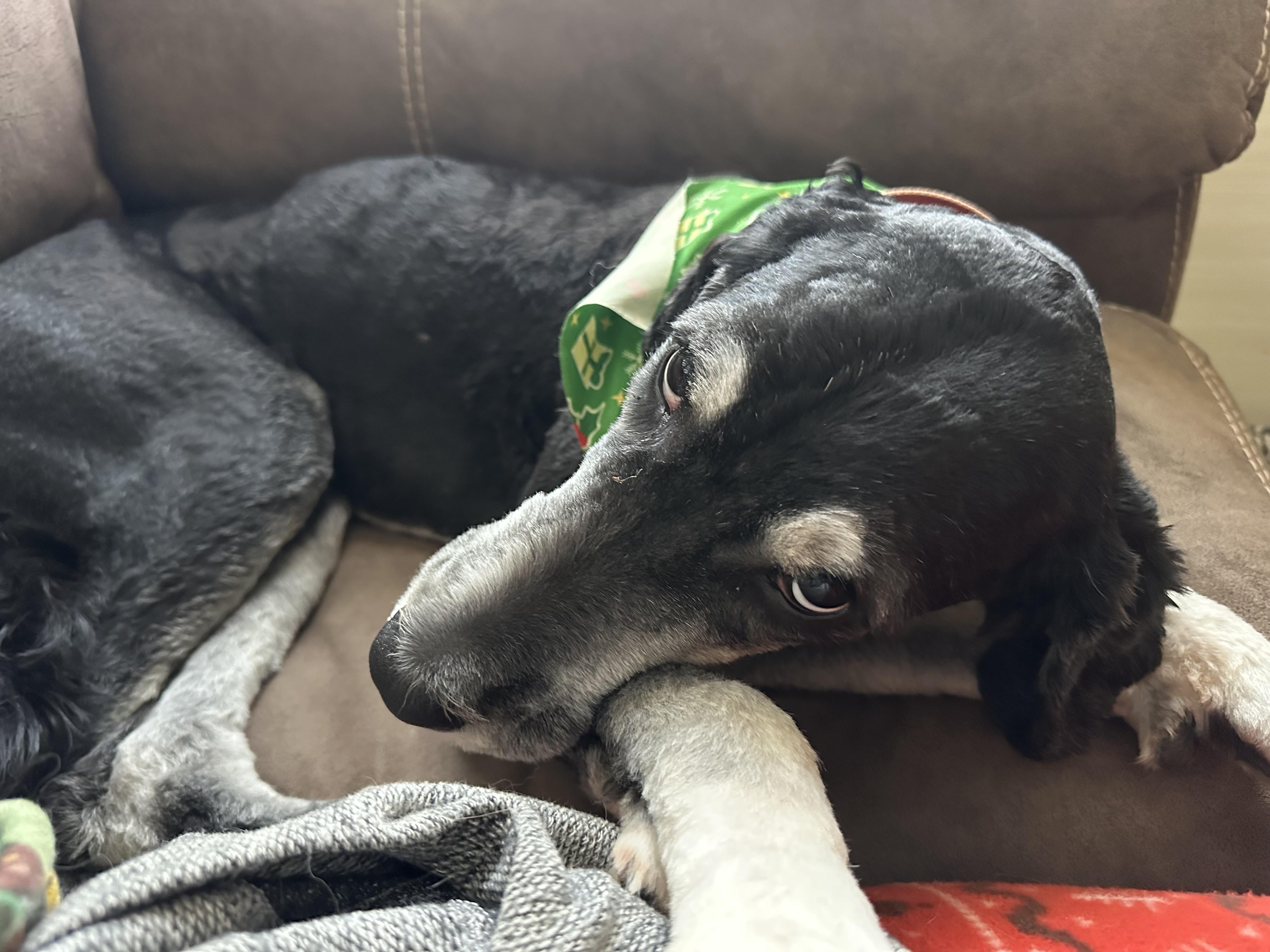 Enlarge Ellen, an adopted Bernadoodle in Cleveland, OH image 3/4