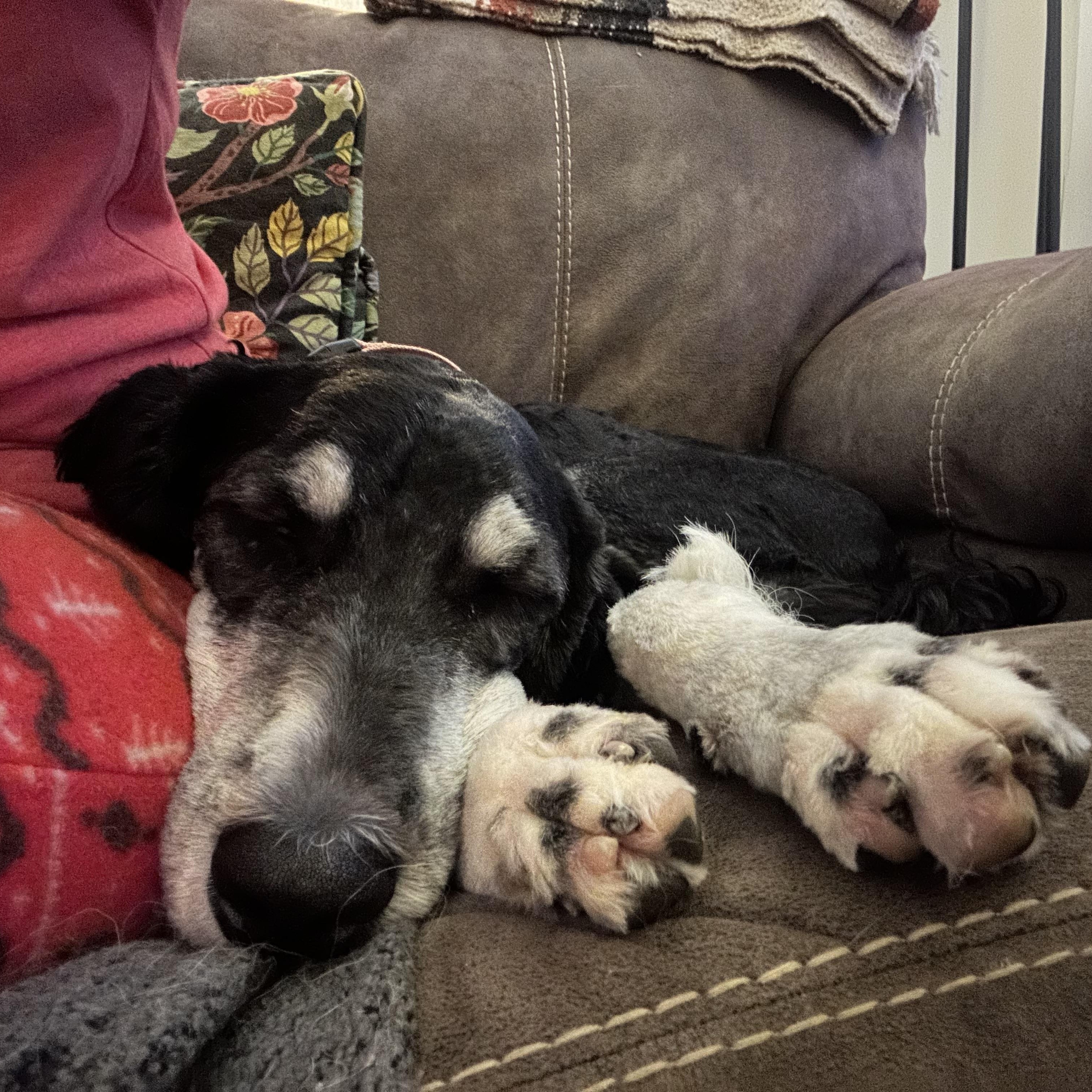 Enlarge Ellen, an adopted Bernadoodle in Cleveland, OH image 4/4