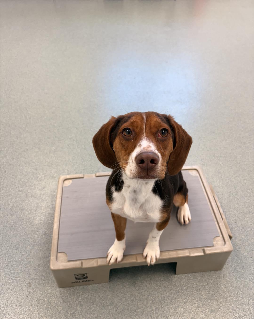 Cheddar, an adopted Beagle in Alburtis, PA image 2/5