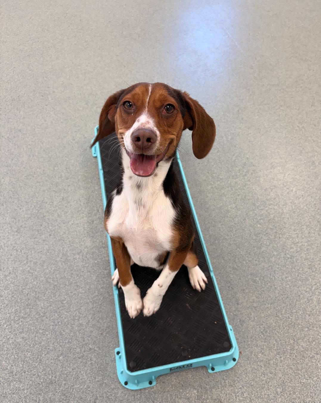 Cheddar, an adopted Beagle in Alburtis, PA image 4/5