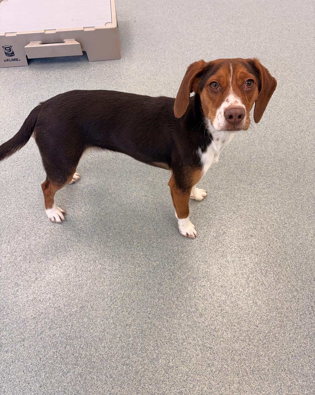 Cheddar, an adopted Beagle in Alburtis, PA image 5/5