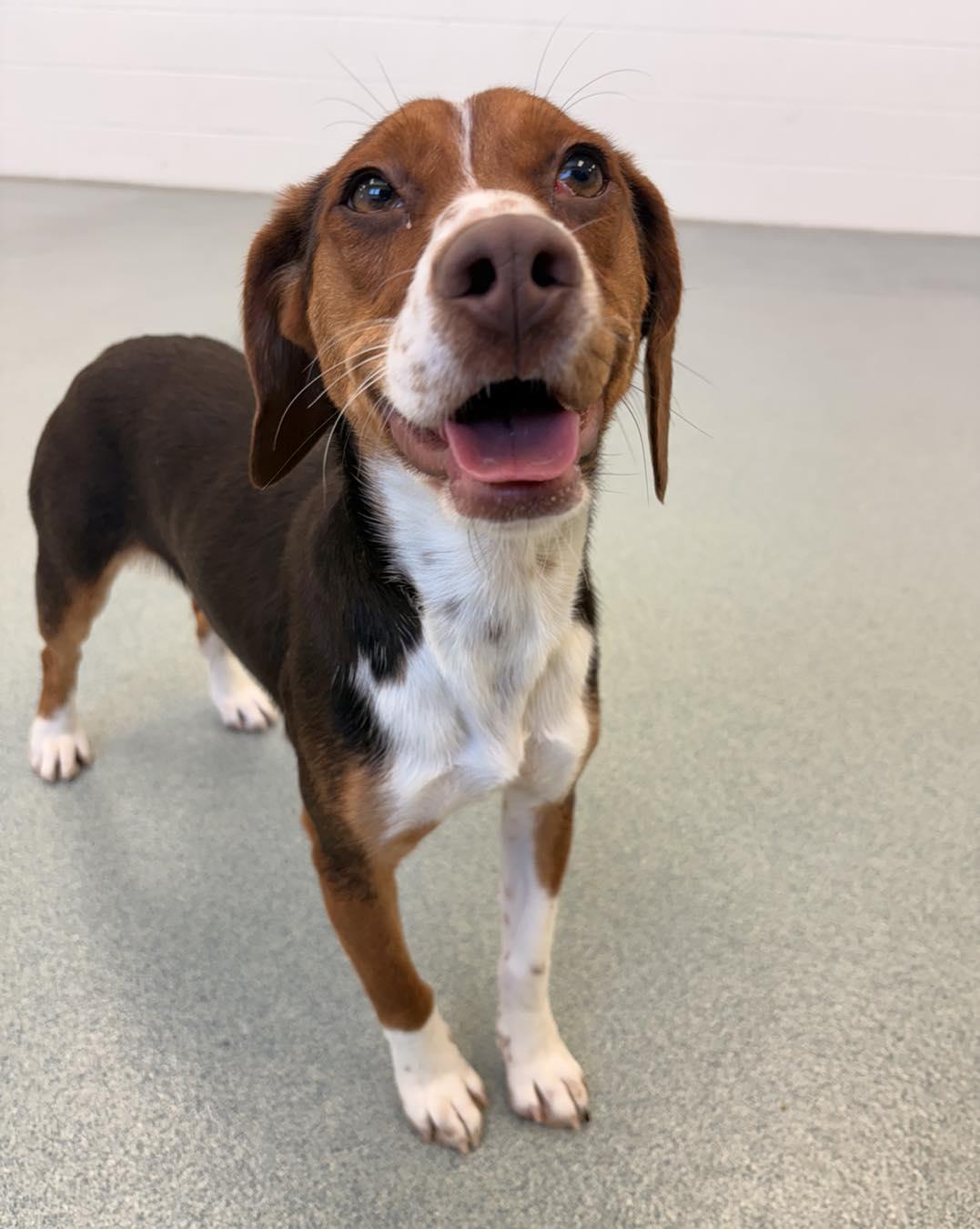 Cheddar, an adopted Beagle in Alburtis, PA image 3/5