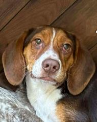 Cheddar, an adopted Beagle in Alburtis, PA image 1/5