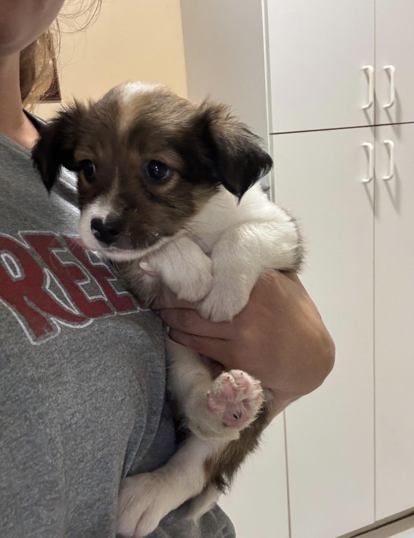 Enlarge Kane, a Adoptable mixed breed in Lake Worth, FL image 4/6