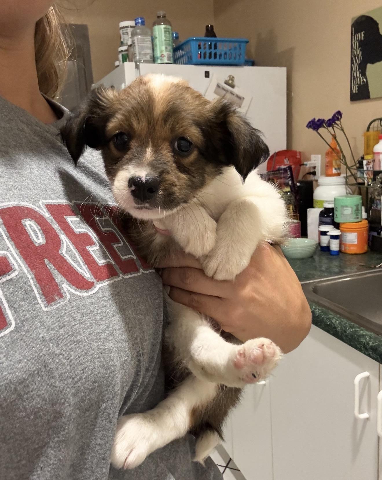 Enlarge Kane, a Adoptable mixed breed in Lake Worth, FL image 3/6