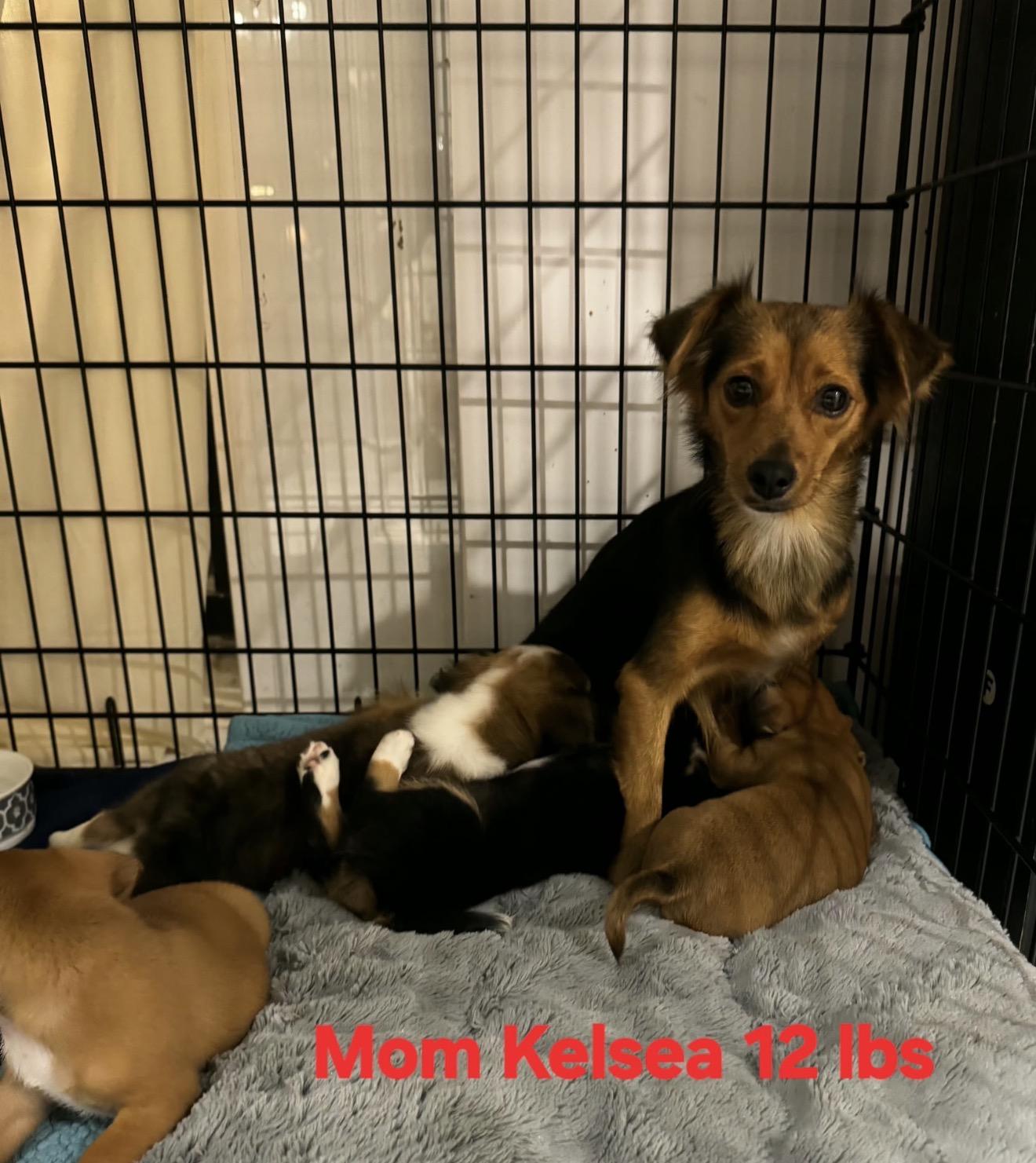 Enlarge Kane, a Adoptable mixed breed in Lake Worth, FL image 6/6