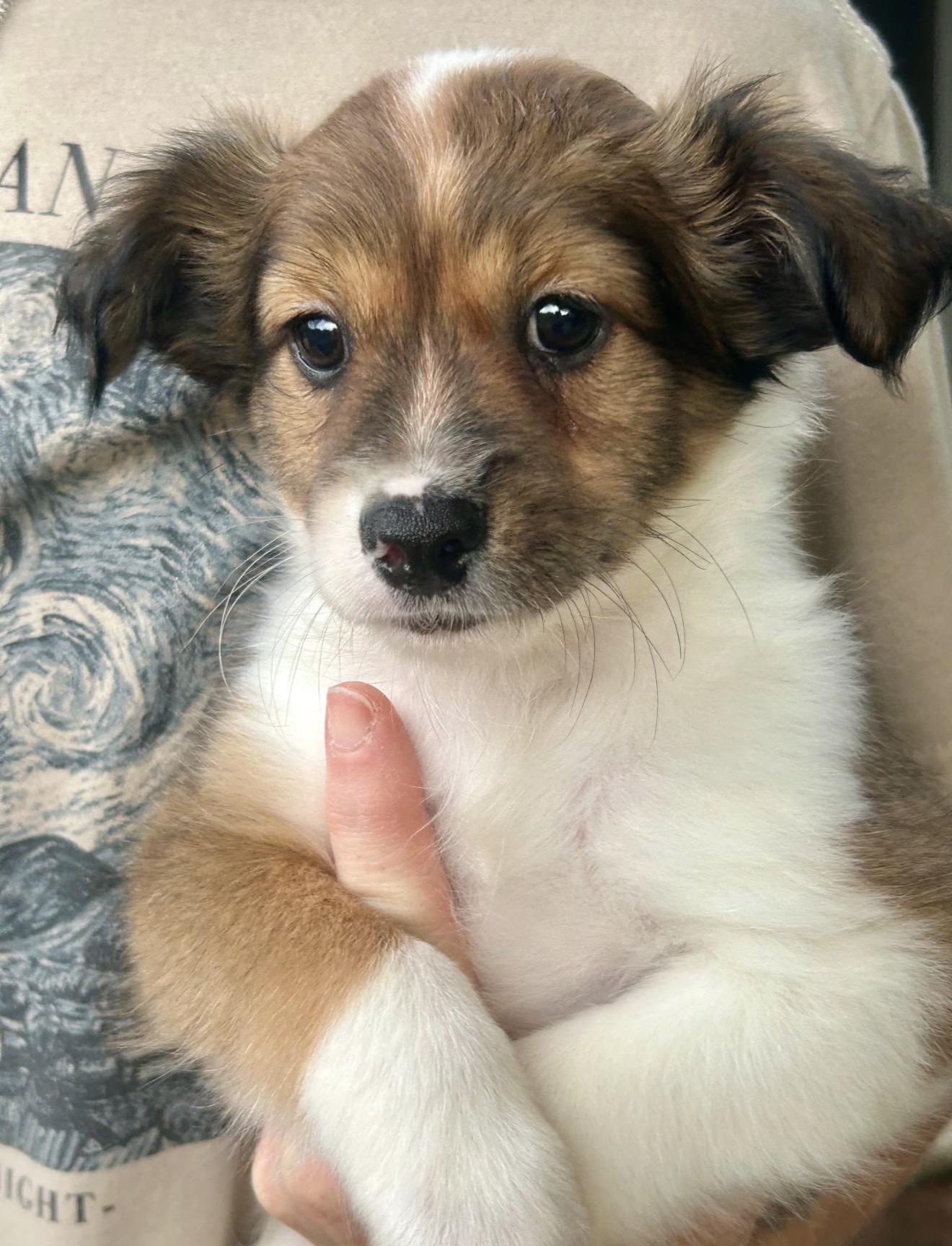 Enlarge Kane, a Adoptable mixed breed in Lake Worth, FL image 5/6