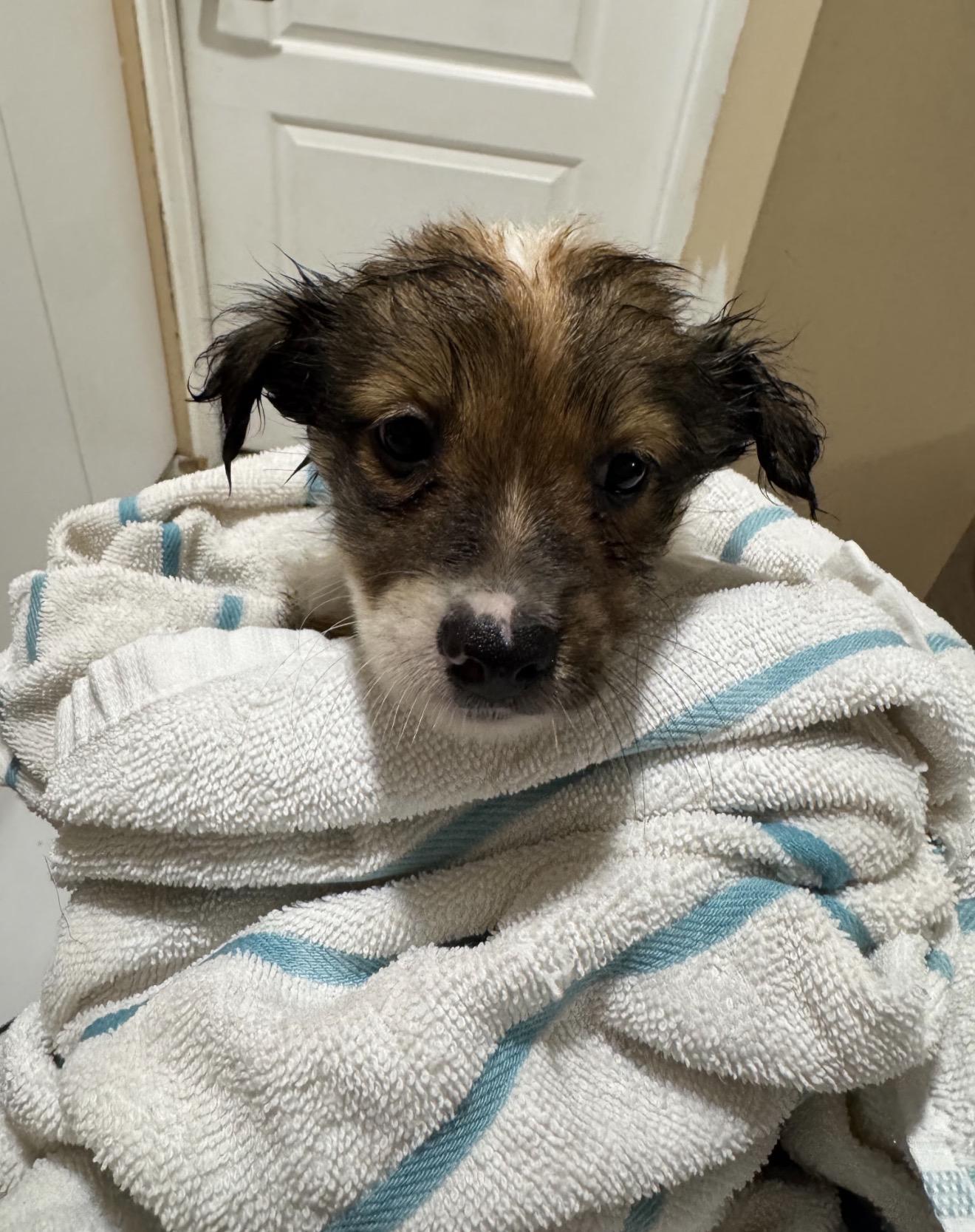 Enlarge Kane, a Adoptable mixed breed in Lake Worth, FL image 2/6