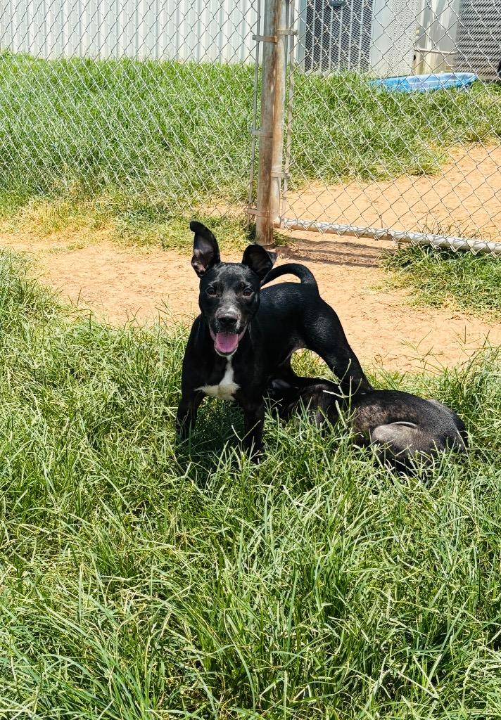 Timmy, a Adoptable mixed breed in Bossier City, LA image 1/3