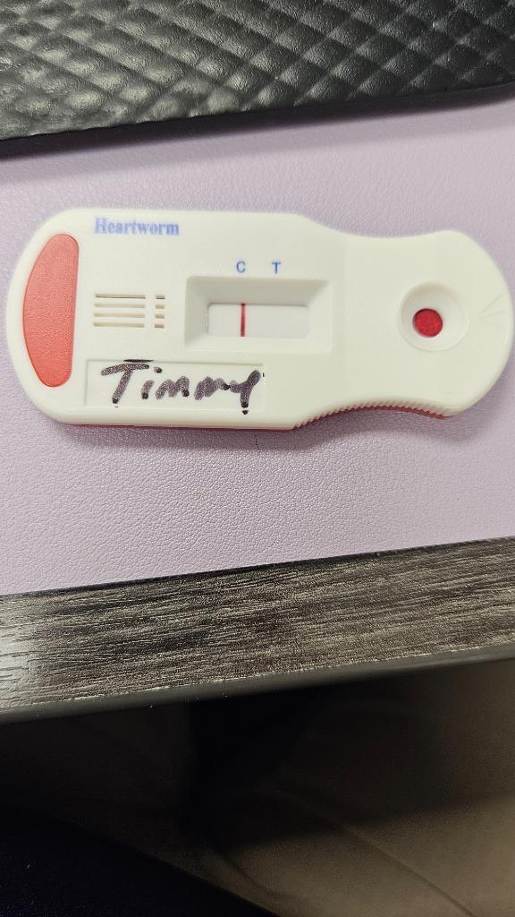 Timmy, a Adoptable mixed breed in Bossier City, LA image 2/3