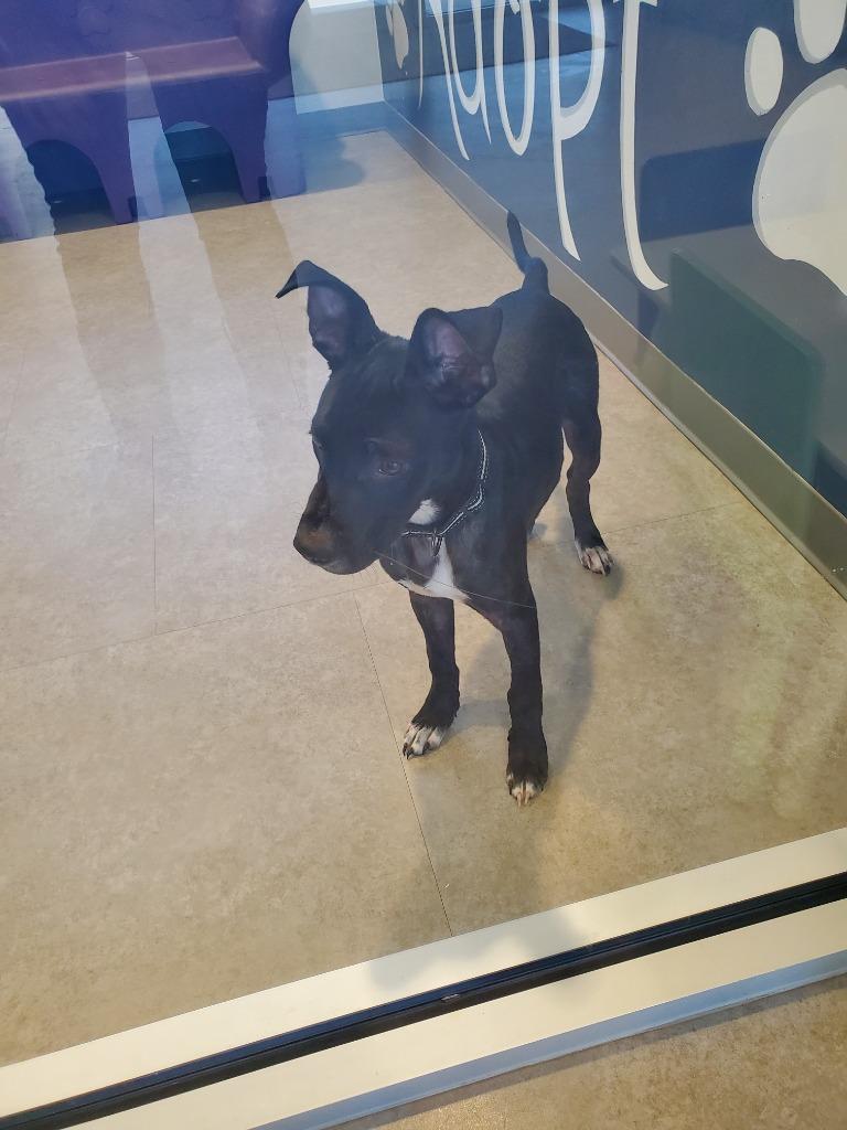 Timmy, a Adoptable mixed breed in Bossier City, LA image 3/3