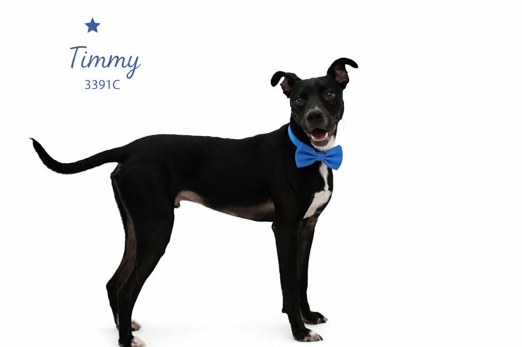 Enlarge Timmy, a Adoptable mixed breed in Bossier City, LA image 2/3