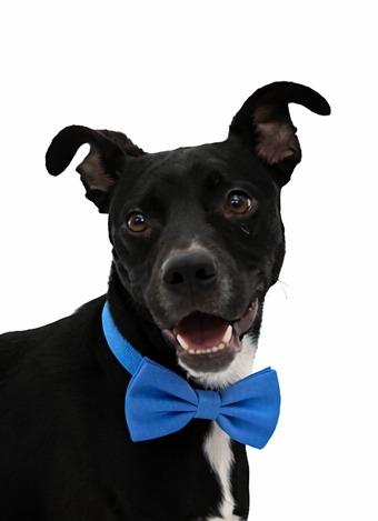 Enlarge Timmy, a Adoptable mixed breed in Bossier City, LA image 3/3