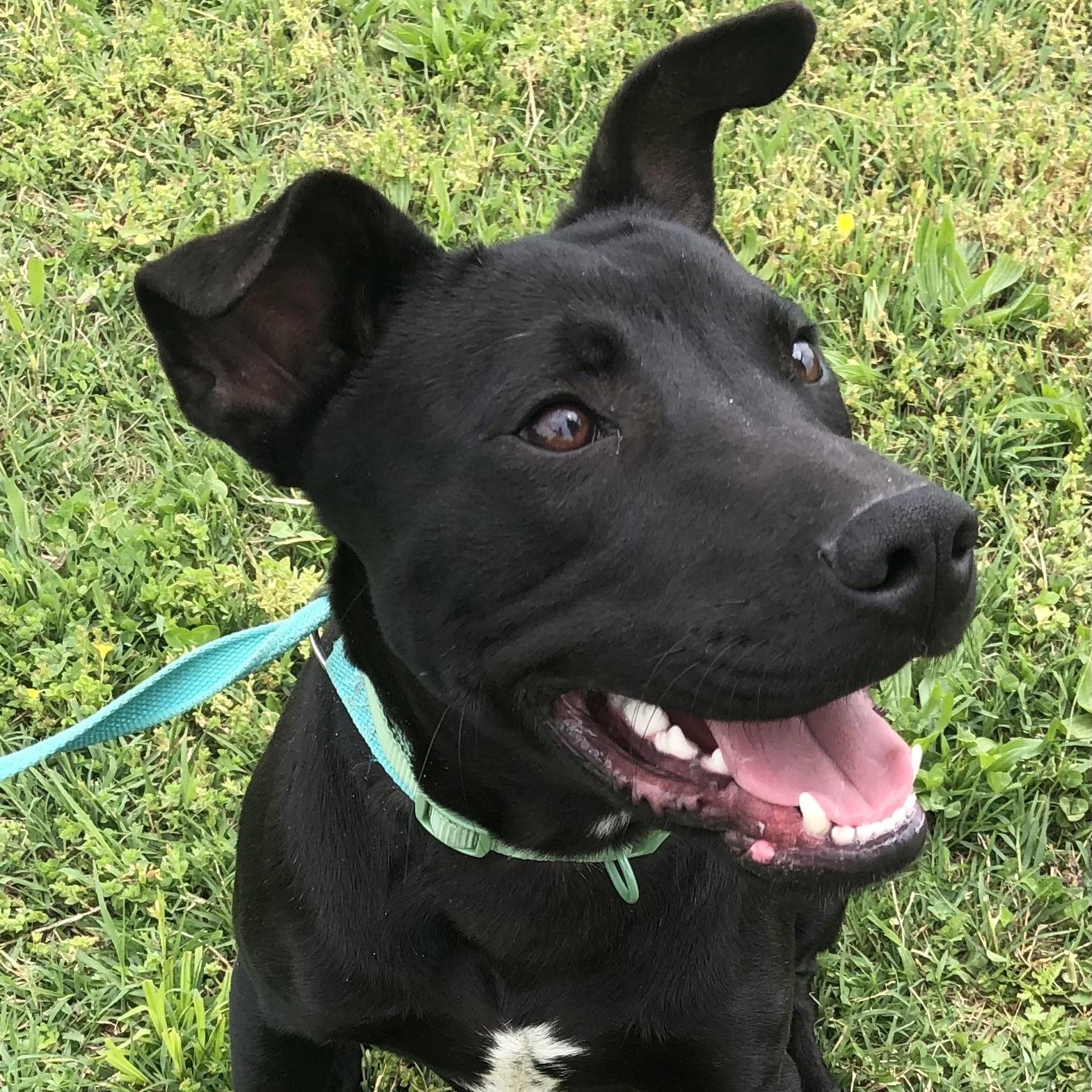 Enlarge SpongeBob Squarepants, a Adoptable mixed breed in Vienna, VA image 3/6