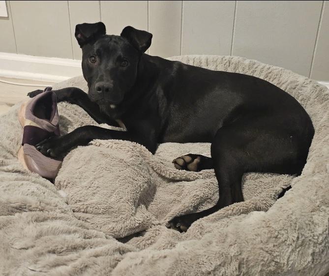 Enlarge SpongeBob Squarepants, a Adoptable mixed breed in Vienna, VA image 5/6