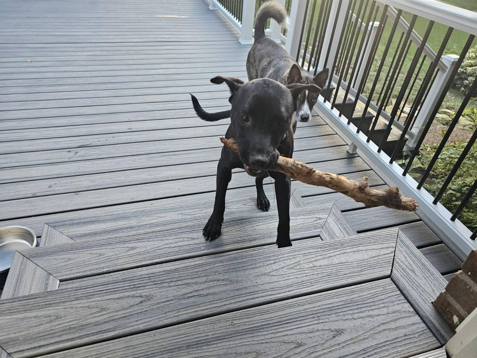 Enlarge SpongeBob Squarepants, a Adoptable mixed breed in Vienna, VA image 6/6