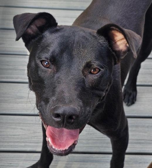 SpongeBob Squarepants, Adoptable, Young Male Black Labrador Retriever & American Staffordshire Terrier.