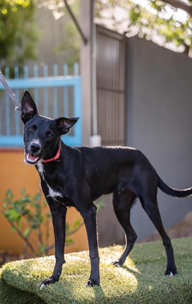 Enlarge Nacú, a Adoptable mixed breed in Portland, OR image 1/6