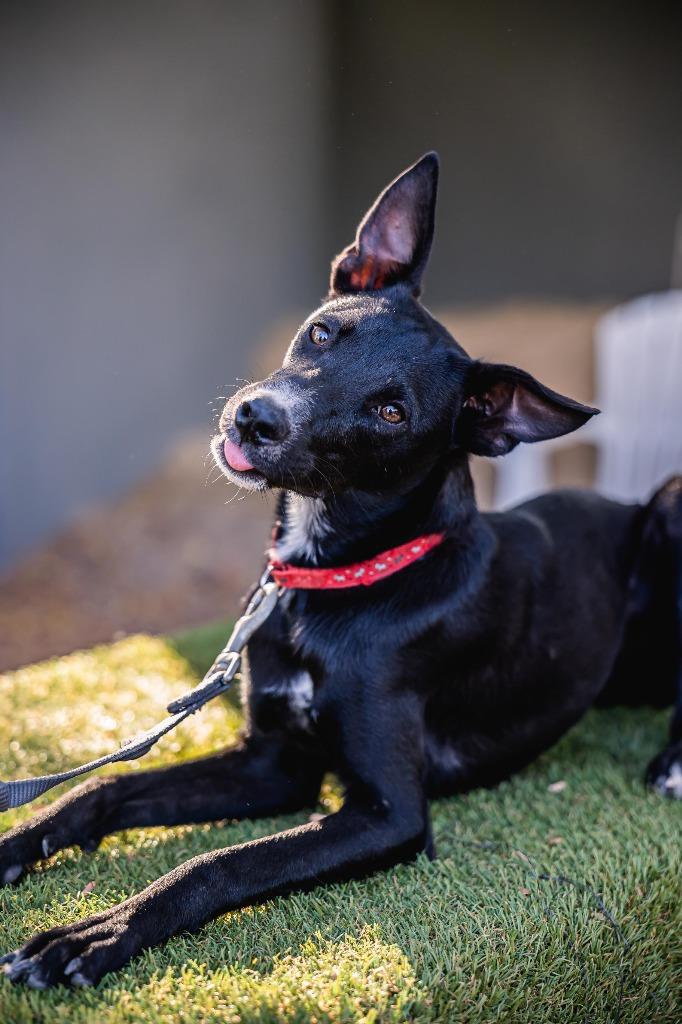 Enlarge Nacú, a Adoptable mixed breed in Portland, OR image 2/6