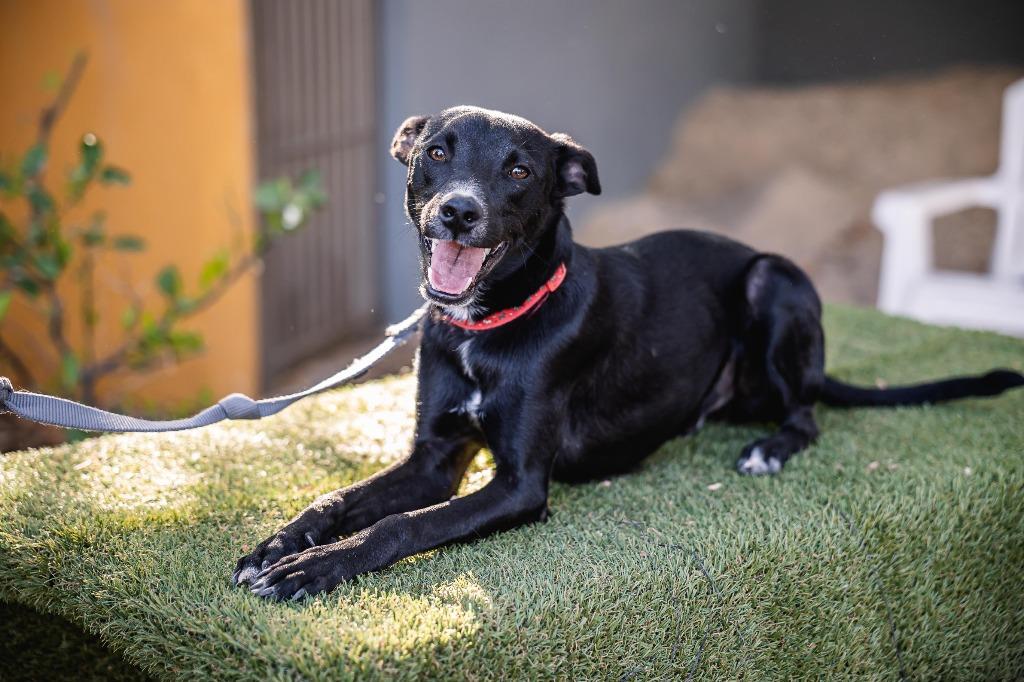 Enlarge Nacú, a Adoptable mixed breed in Portland, OR image 3/6