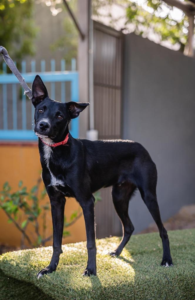 Enlarge Nacú, a Adoptable mixed breed in Portland, OR image 4/6