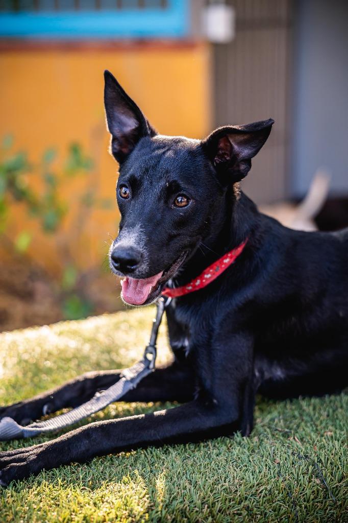 Enlarge Nacú, a Adoptable mixed breed in Portland, OR image 5/6