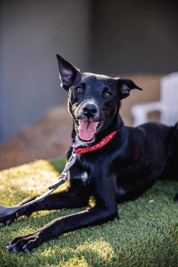 Enlarge Nacú, a Adoptable mixed breed in Portland, OR image 6/6