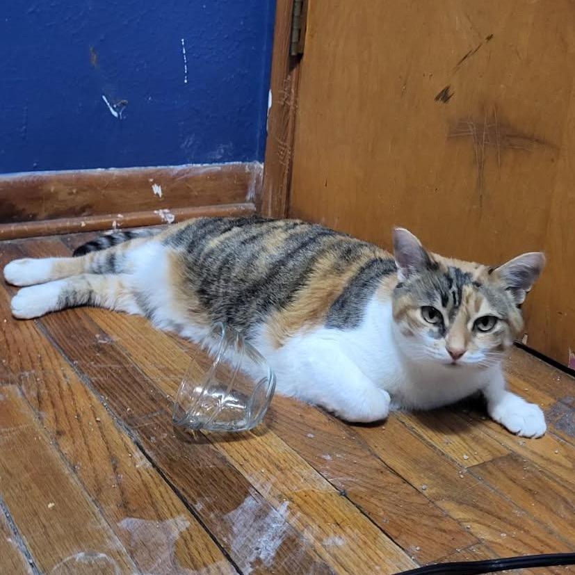 Enlarge Bea, a Adoptable Domestic Short Hair in Monroe, MI image 1/2