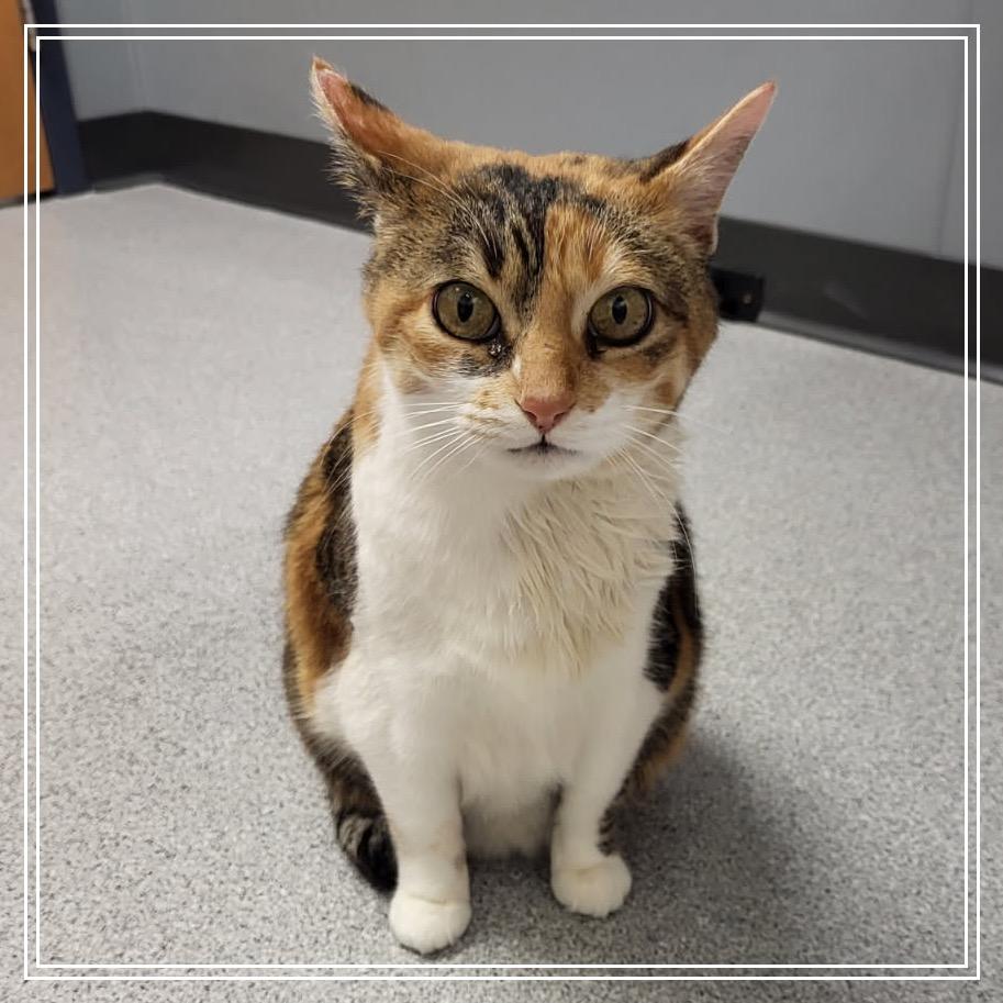 Enlarge Bea, a Adoptable Domestic Short Hair in Monroe, MI image 2/2