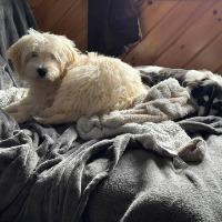 Enlarge Mouse, a ADOPTABLE mixed breed in Albany, NY image 2/2