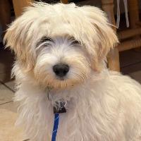 Enlarge Mouse, a ADOPTABLE mixed breed in Albany, NY image 1/2